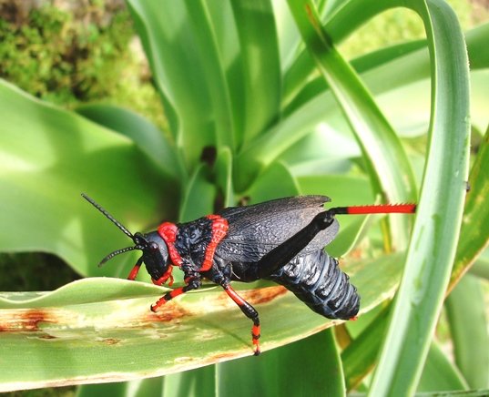 Grasshopper capable of chemical warfare